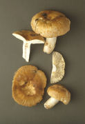 Russula foetens2 Mushroom