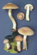Rozites caperata Mushroom