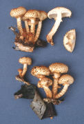Pholiota squarrosoides Mushroom