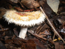 Lactarius mairei Mushroom