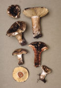 Russula nigricans3 Mushroom