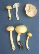 Hygrophorus chrysodon Mushroom