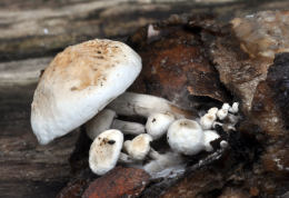 Asterophora parasitica
