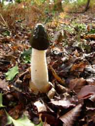 Phallus impudicus