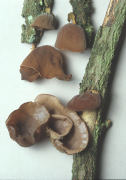 Auricularia auricula2 Mushroom
