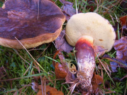 Boletus fragrans under pine1