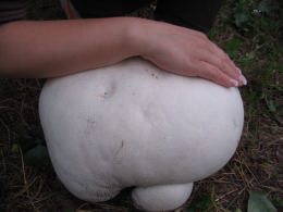 Langermannia gigantea
