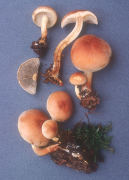Hypholoma sublateritium3 Mushroom