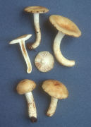 Russula farinipes Mushroom