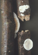 Incrustoporia semipileata Mushroom