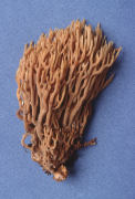 Ramaria concolor Mushroom