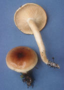 Hygrophorus bakerensis Mushroom