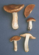 Cortinarius mucifluus Mushroom