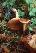 Lactarius subdulcis F Mushroom