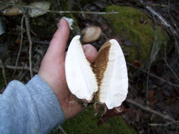 Piptoporus betulinus