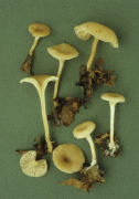 Clitocybe hydrogramma Mushroom