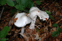 Amanita virosa2