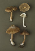 Inocybe corydalina 2 Mushroom