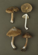 Inocybe corydalina 2 Mushroom