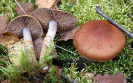 Cortinarius armillatus3