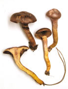 Chroogomphus rutilus GK Mushroom
