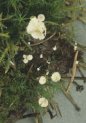 Collybia tuberosa 2 Mushroom