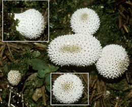 Lycoperdon perlatum