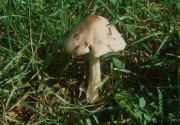 Volvariella speciosaF Mushroom