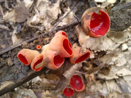 Sarcoscypha coccinea