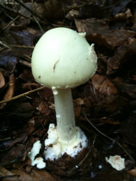 Amanita virosa2