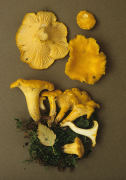 Cantharellus cibarius 4 Mushroom