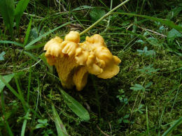 Cantharellus cibarius2