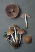 Psathyrella candolleana 6 Mushroom