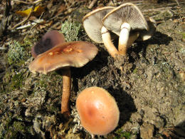 Hypholoma sublateritium3