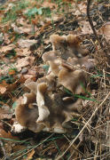 Lyophyllum decastes F Mushroom