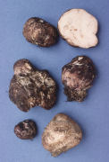 Rhizopogon ellenae Mushroom