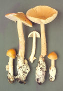 Amanita crocea2 Mushroom