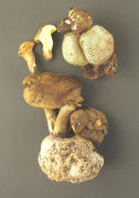 Boletus parasiticus 4 Mushroom