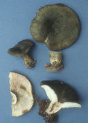 Lactarius atroviridis Mushroom