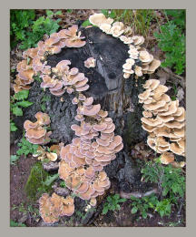 Panus torulosus