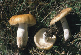 Russula foetensF