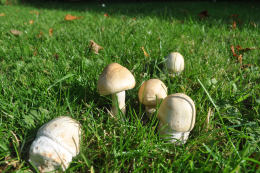 Agaricus macrosporus