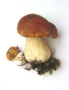 Boletus edulis Mushroom