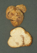 Choiromyces meandriformis2 Mushroom