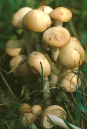 Marasmius oreades4