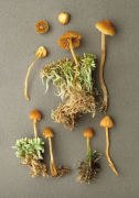 Galerina cinctula Mushroom