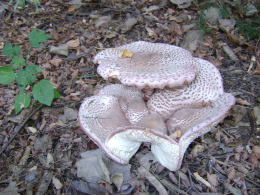 Lepiota americana2