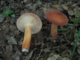 Lactarius volemus
