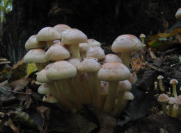 Hypholoma fasciculare4