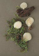 Crepidotus applanatus 2 Mushroom